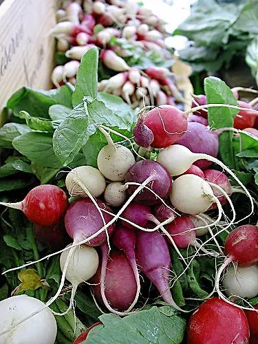 Daire Residenza Contrada Tedesca Trento